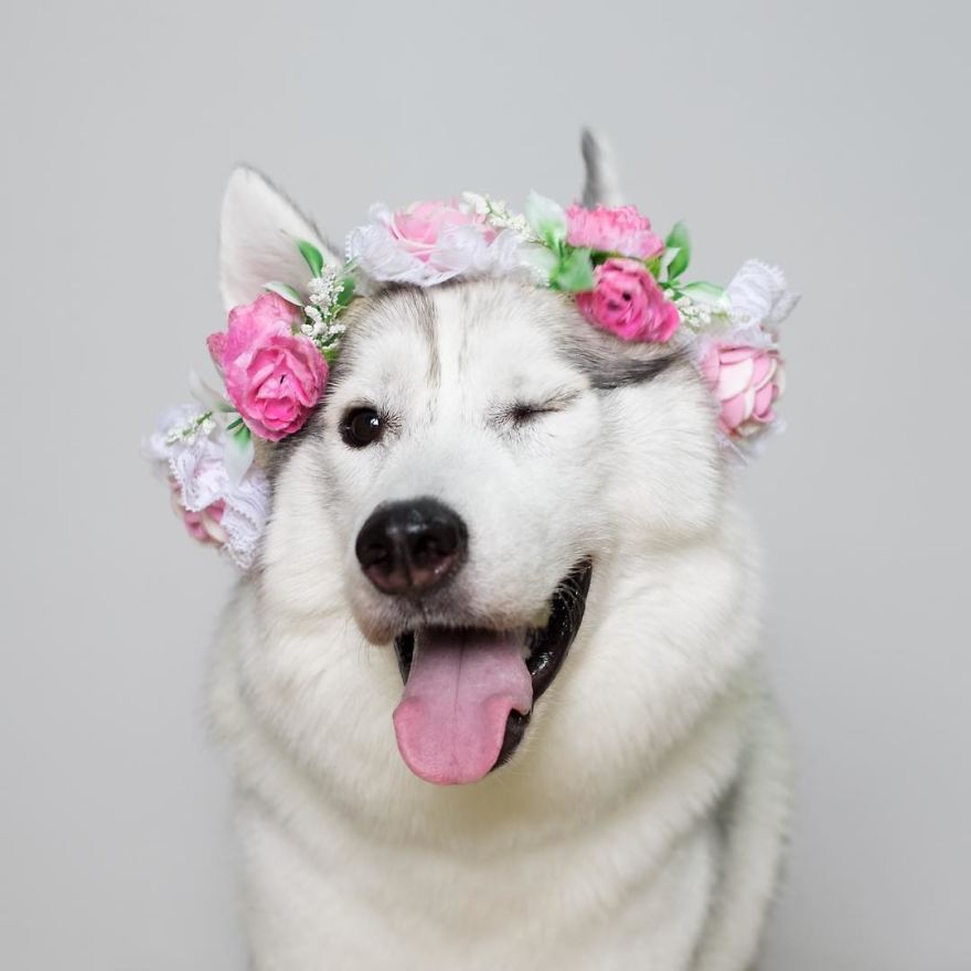 Maya a husky kerekekkel is nagyon boldog - tündéri fotók Maya a husky kerekekkel is nagyon boldog - tündéri fotók