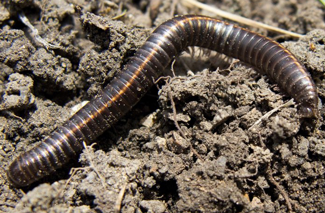 Büdös vaspondrók lepték el Sziksósfürdőt 