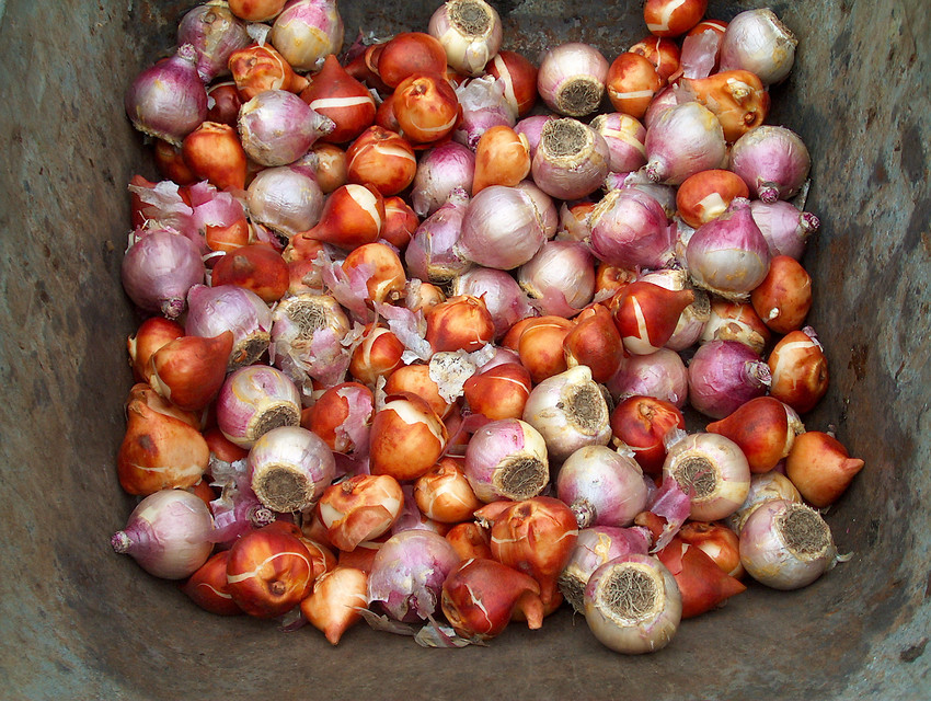 Őszi virághagymák ültetése gyerekekkel Őszi virághagymák ültetése gyerekekkel