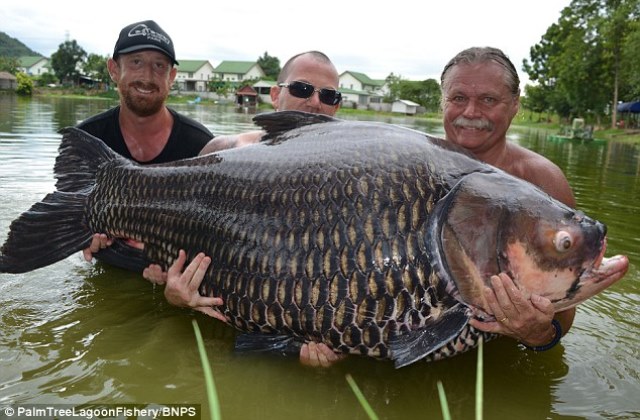 Ekkora halszörnyet még senki nem látott Ekkora halszörnyet még senki nem látott