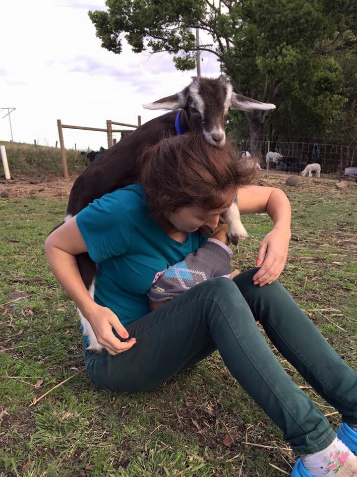 Ez a mentett kecske mindig azt teszi, amihez kedve van - cuki fotók