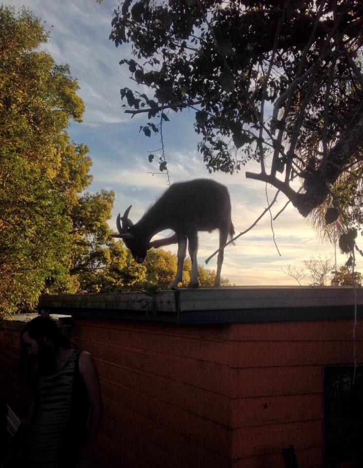 Ez a mentett kecske mindig azt teszi, amihez kedve van - cuki fotók