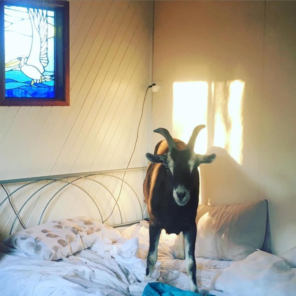 Ez a mentett kecske mindig azt teszi, amihez kedve van - cuki fotók