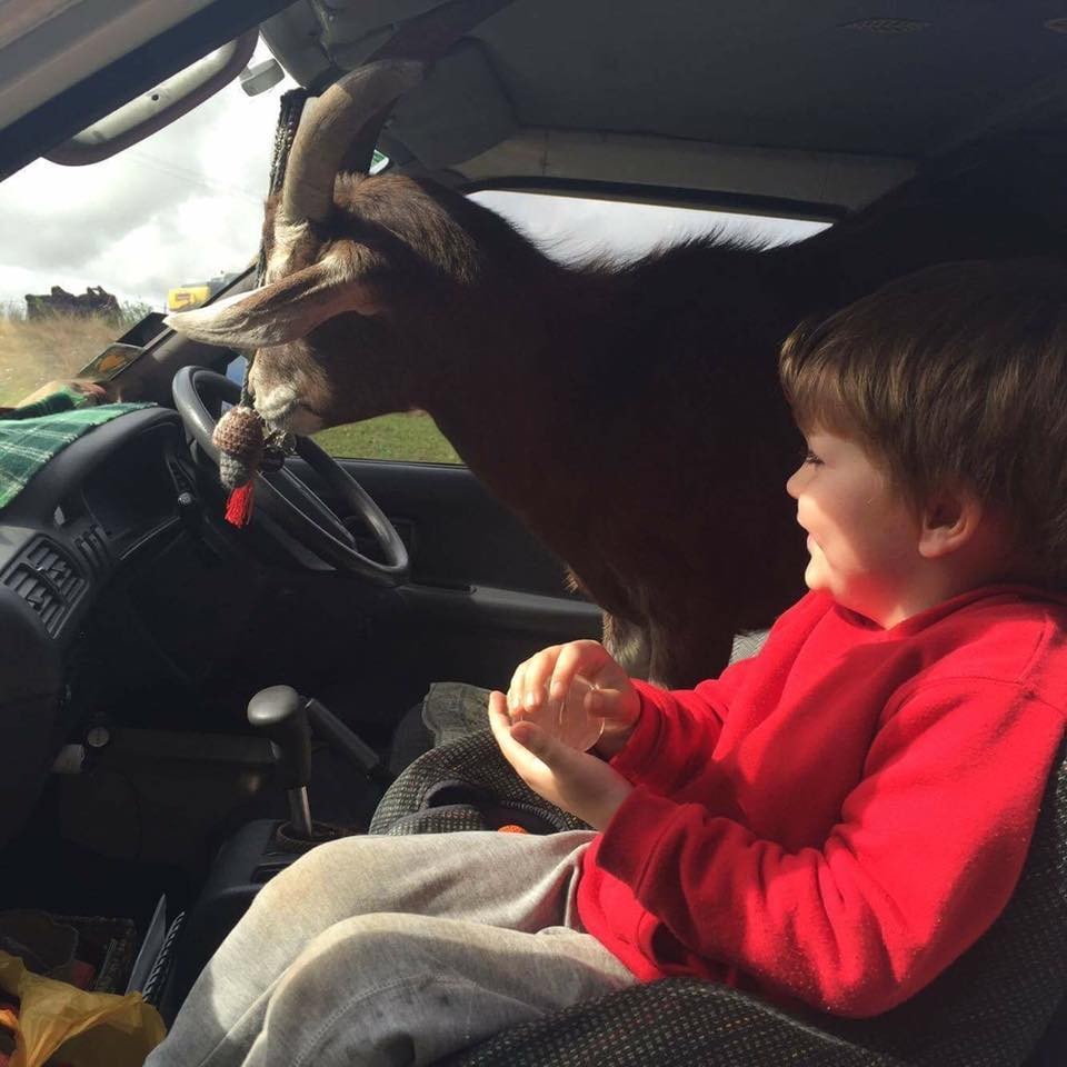 Ez a mentett kecske mindig azt teszi, amihez kedve van - cuki fotók