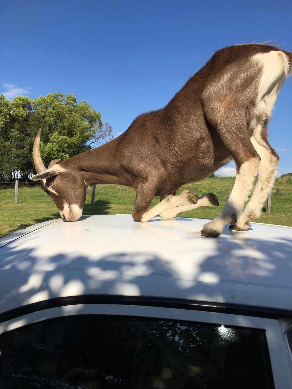 Ez a mentett kecske mindig azt teszi, amihez kedve van - cuki fotók