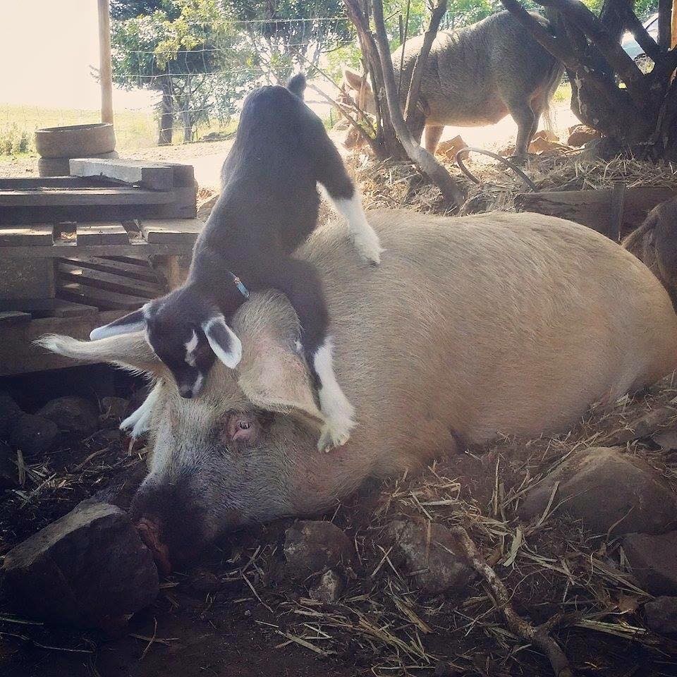 Ez a mentett kecske mindig azt teszi, amihez kedve van - cuki fotók