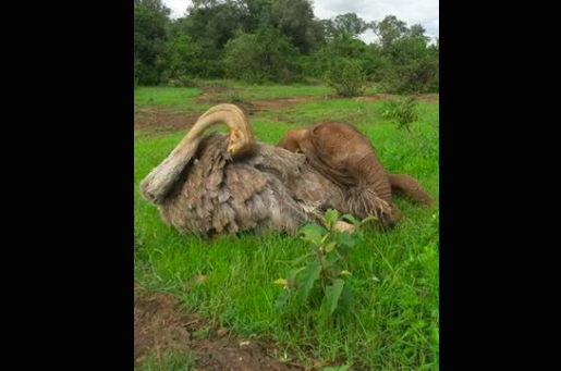 Struccal bújik össze a kiselefánt - cuki fotók