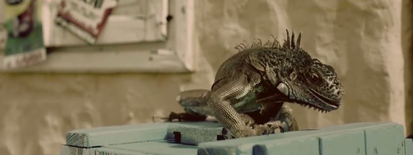 Dér Henit lesmárolta egy leguán Dér Henit lesmárolta egy leguán