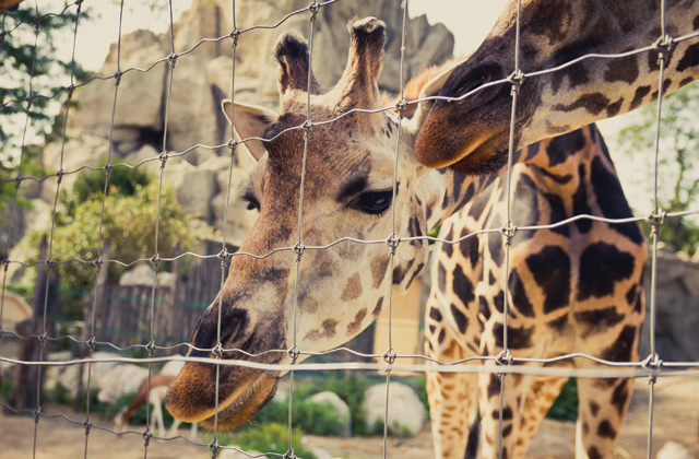 Ingyen mehetnek Állatkertbe a terézvárosiak Ingyen mehetnek Állatkertbe a terézvárosiak