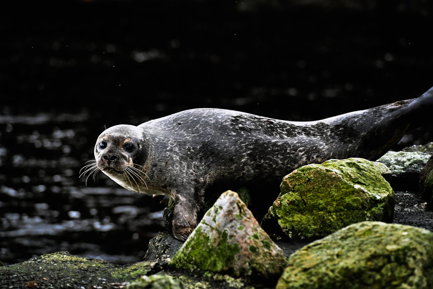 Mindössze harmincan lakják ezt a mesés kis skót szigetet - fotók Mindössze harmincan lakják ezt a mesés kis skót szigetet - fotók