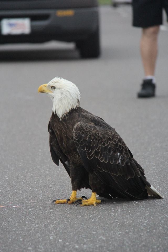 Fehérfejű rétisas stoppolta a forgalmat