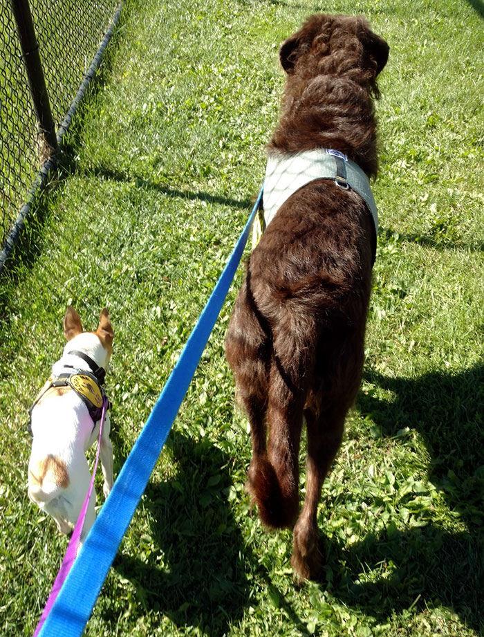 Összebarátkoztak a menhelyen a kutyák, már családhoz is csak együtt mennének Összebarátkoztak a menhelyen a kutyák, már családhoz is csak együtt mennének