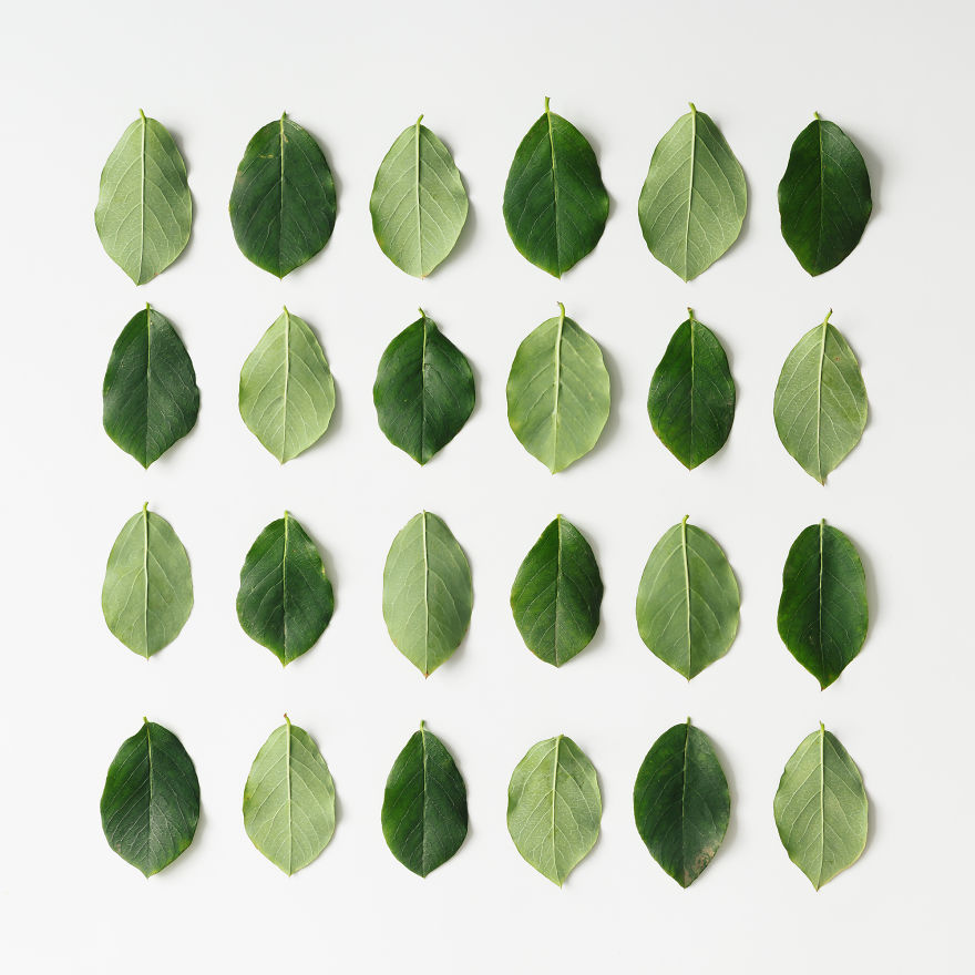 Mesés minimalista művészet csodaszép növényekből - fotók Mesés minimalista művészet csodaszép növényekből - fotók