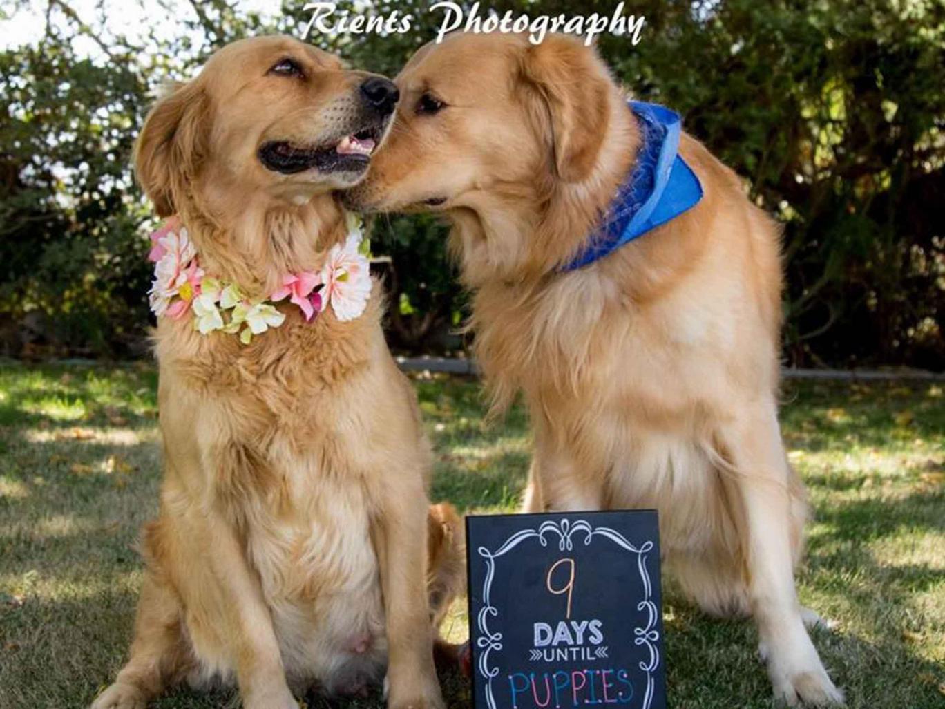 Cuki fotósorozatot kapott a terhes kutya Cuki fotósorozatot kapott a terhes kutya