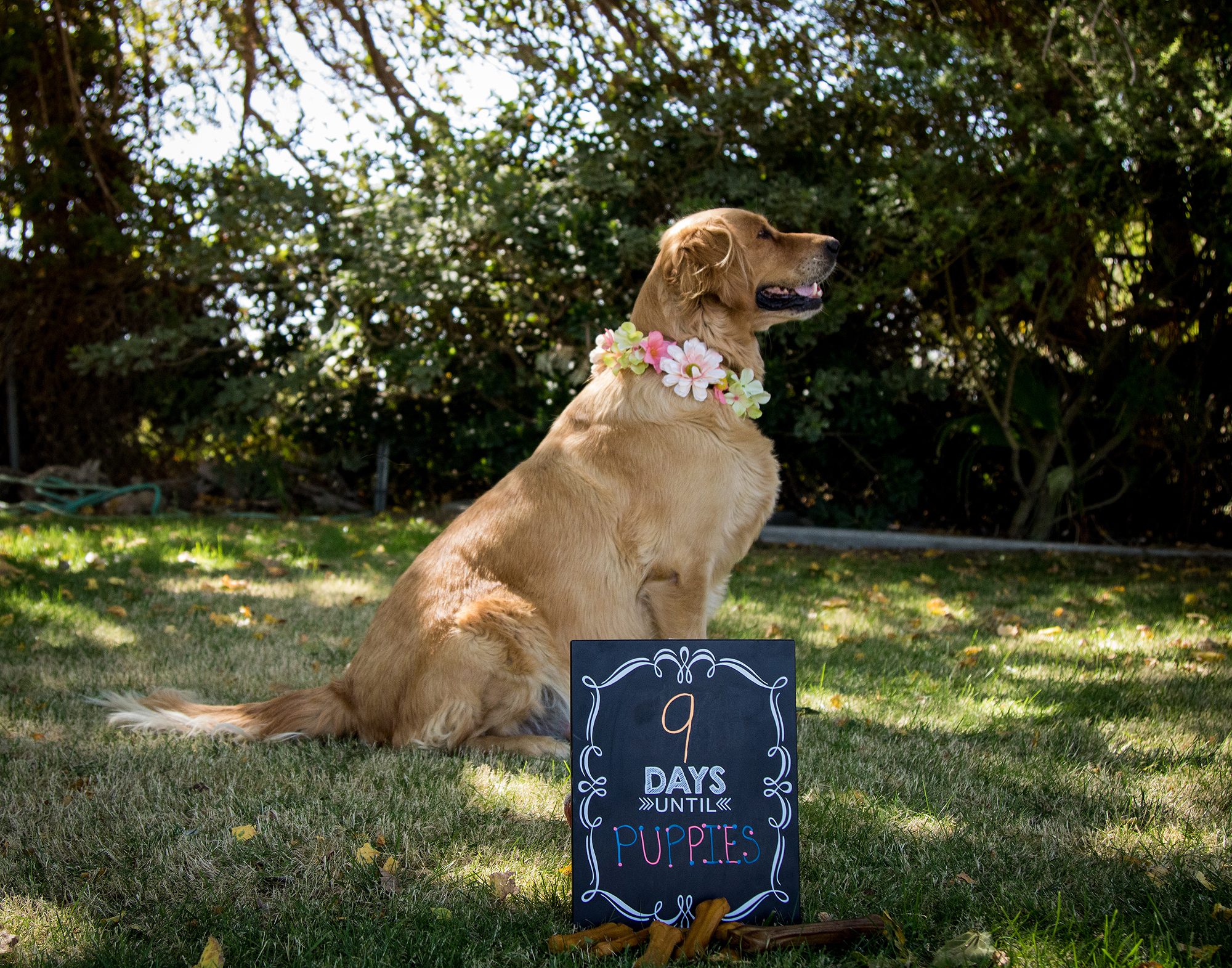 Cuki fotósorozatot kapott a terhes kutya Cuki fotósorozatot kapott a terhes kutya