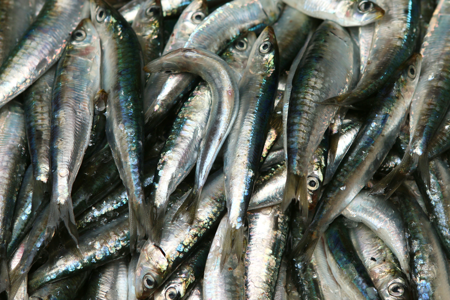 10 dolog Portóban, amitől szerelembe esel