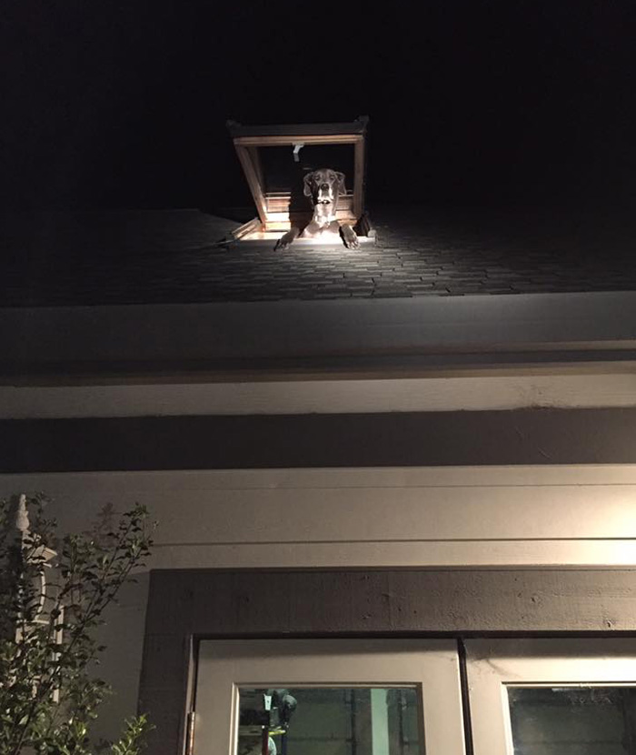 Betörőnek hitték, pedig csak kutya volt Betörőnek hitték, pedig csak kutya volt