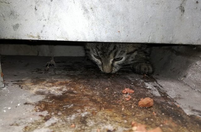 A peron alá szorult a kismacska