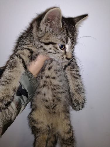 Szerető gazdáját keresi Metró