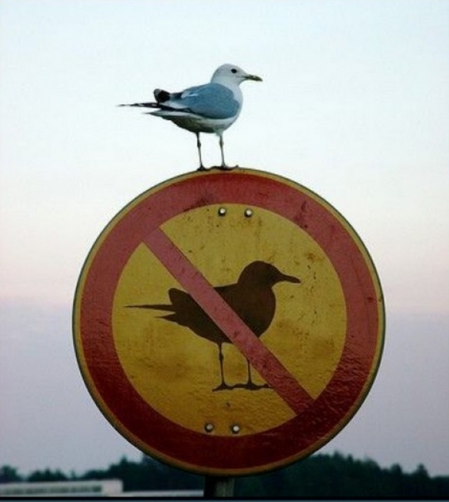 Fotók, amiket épp a tökéletes pillanatban kaptak el