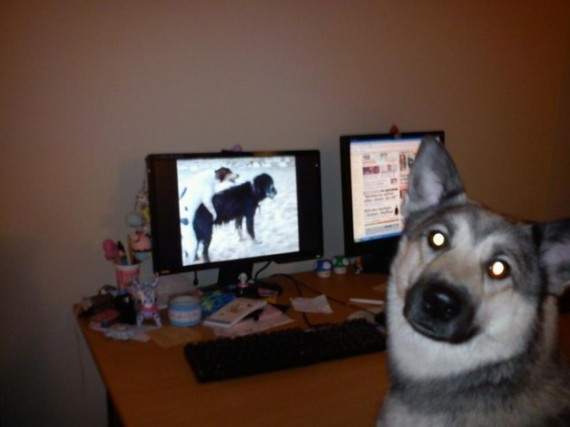 10 kutya, aki nem számított rá, hogy ilyen hamar hazérnek