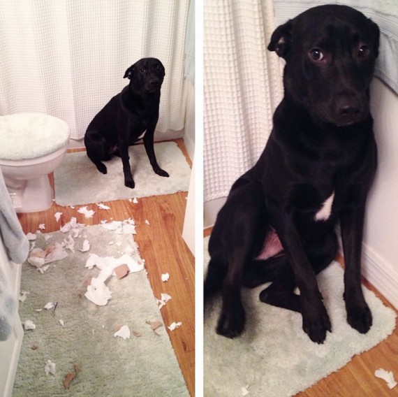 10 kutya, aki nem számított rá, hogy ilyen hamar hazérnek