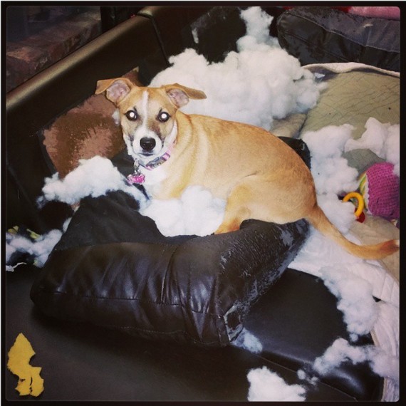 10 kutya, aki nem számított rá, hogy ilyen hamar hazérnek