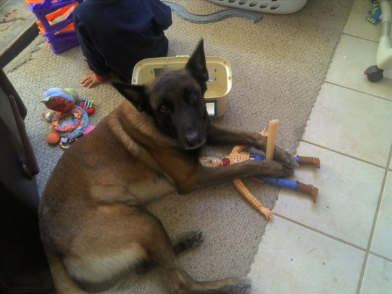 10 kutya, aki nem számított rá, hogy ilyen hamar hazérnek