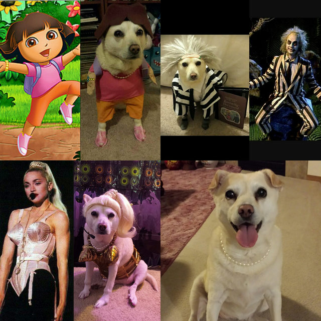 A Madonnának öltözött kutyánál nem látsz jobbat idén Halloweenkor A Madonnának öltözött kutyánál nem látsz jobbat idén Halloweenkor