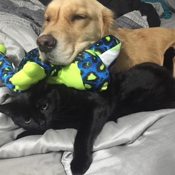 Minden este más játékot talál magának a kutya -cuki fotók Minden este más játékot talál magának a kutya -cuki fotók