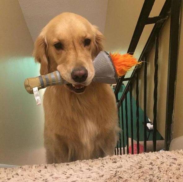 Minden este más játékot talál magának a kutya -cuki fotók Minden este más játékot talál magának a kutya -cuki fotók