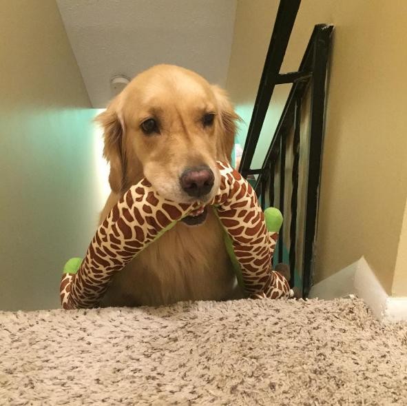 Minden este más játékot talál magának a kutya -cuki fotók Minden este más játékot talál magának a kutya -cuki fotók