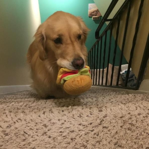 Minden este más játékot talál magának a kutya -cuki fotók Minden este más játékot talál magának a kutya -cuki fotók