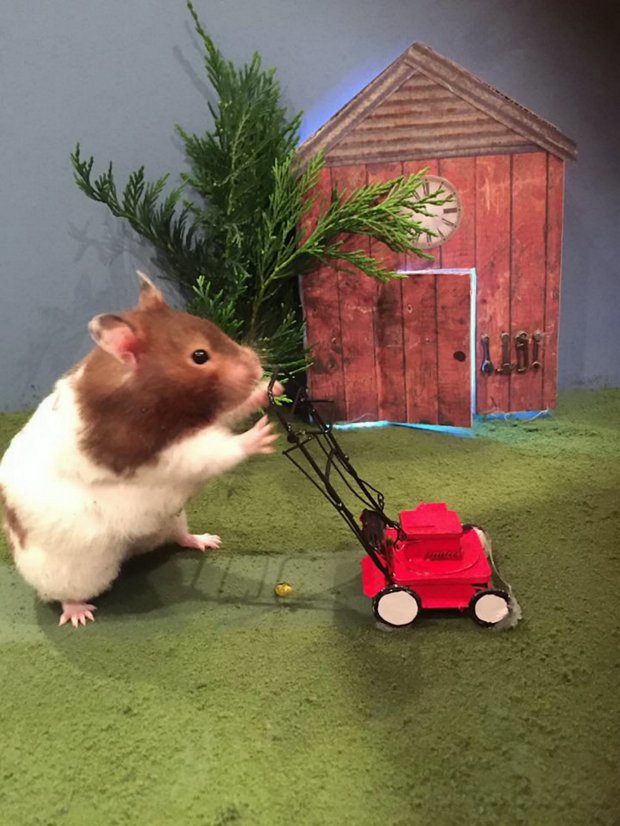 Parányi szobákat épít hörcsögeinek, hogy ne unatkozzanak az állatok