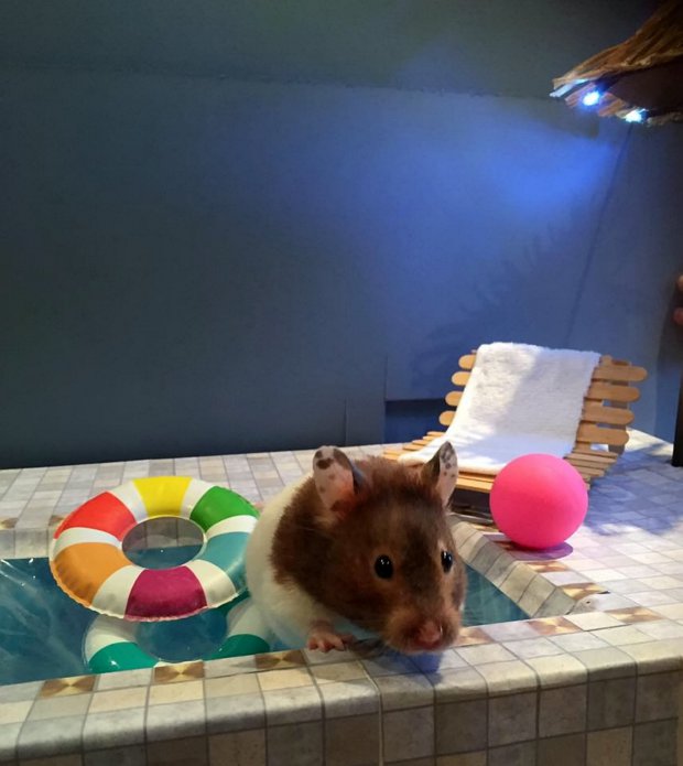 Parányi szobákat épít hörcsögeinek, hogy ne unatkozzanak az állatok