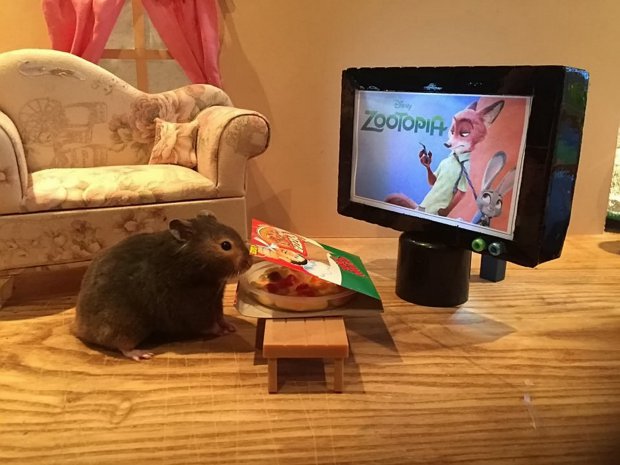 Parányi szobákat épít hörcsögeinek, hogy ne unatkozzanak az állatok