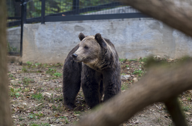 Barnamedve költözött Pécsre - fotók