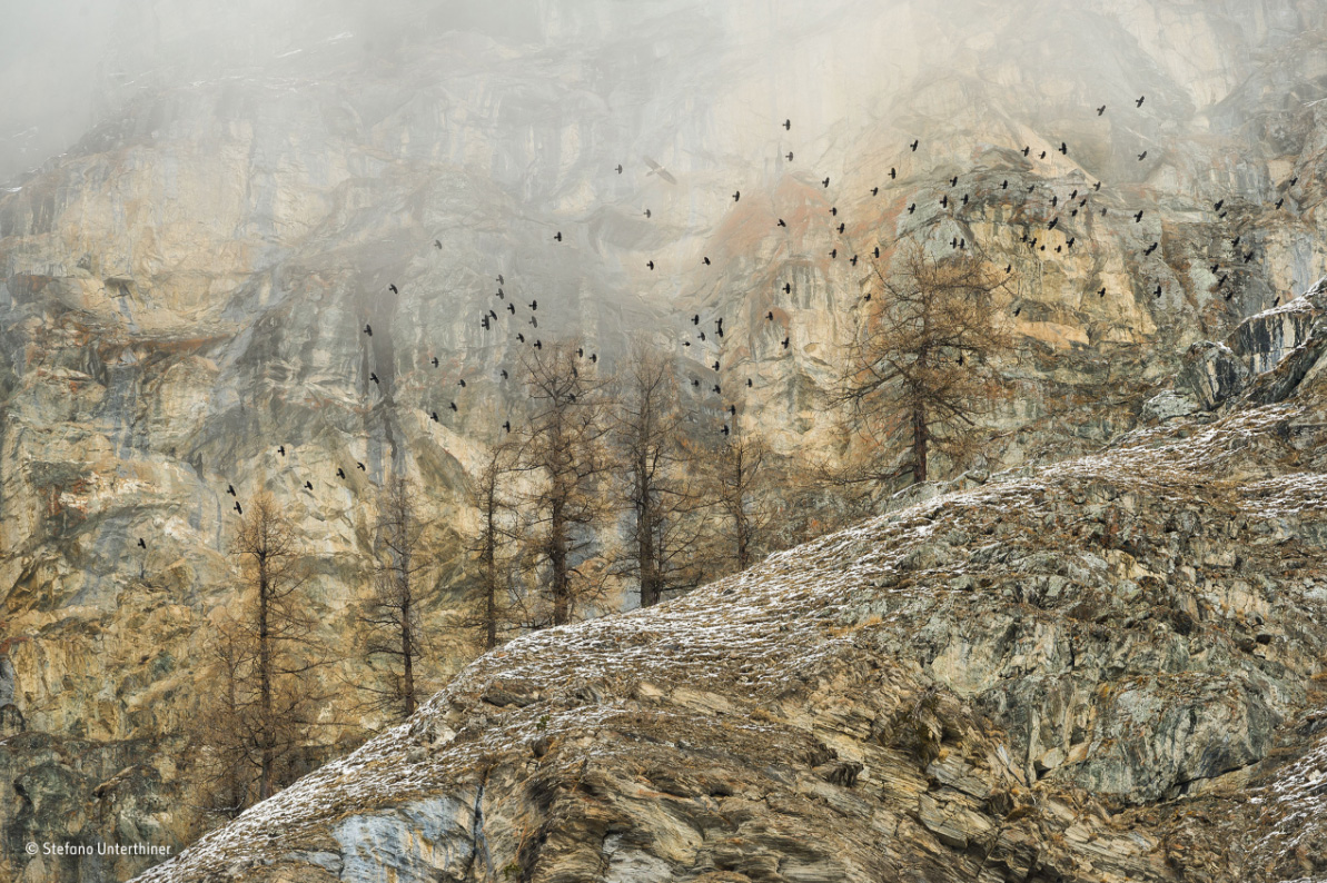 12 csodálatos felvétel a Londoni Természettudományi Múzeum fotópályázatából