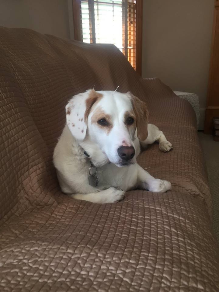 Megható: akupunktúrával gyógyult meg a lebénult kutyus