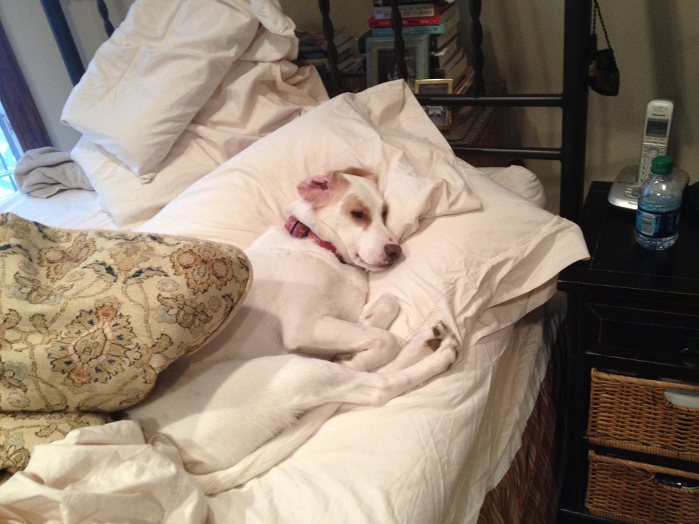 Megható: akupunktúrával gyógyult meg a lebénult kutyus