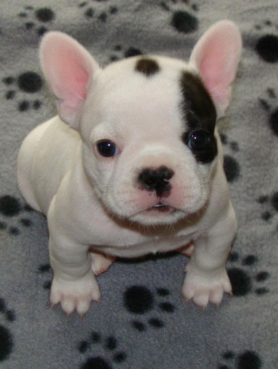 A világ legapróbb kiskutyái azonnal megolvasztják a szíved