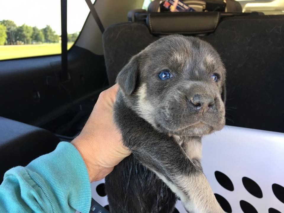 Hűtőládában talált rá a kiskutyákra az út mentén