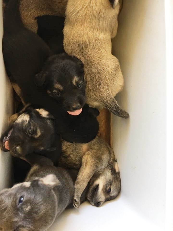 Hűtőládában talált rá a kiskutyákra az út mentén