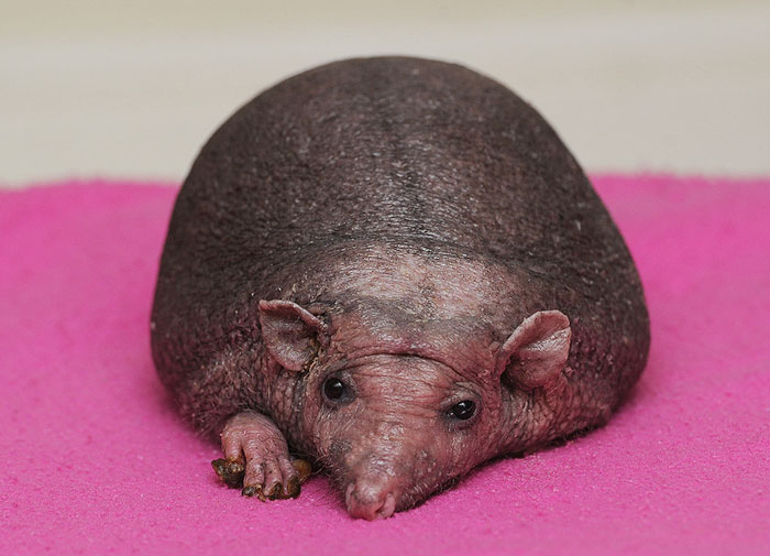 Ő Nelson, a világ egyetlen kopasz sünije - fotók