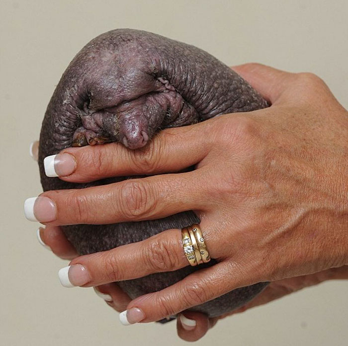 Ő Nelson, a világ egyetlen kopasz sünije - fotók