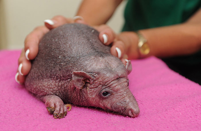 Ő Nelson, a világ egyetlen kopasz sünije - fotók