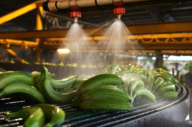 Mossák a banánt szüretelés után