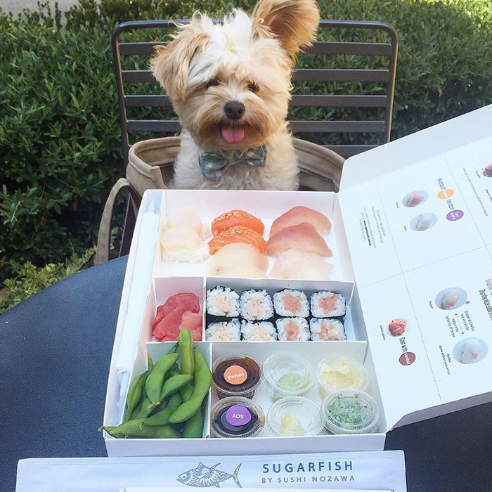 Őrületes lakomákkal ünnepel a mentett kutyus - cuki fotók Őrületes lakomákkal ünnepel a mentett kutyus - cuki fotók