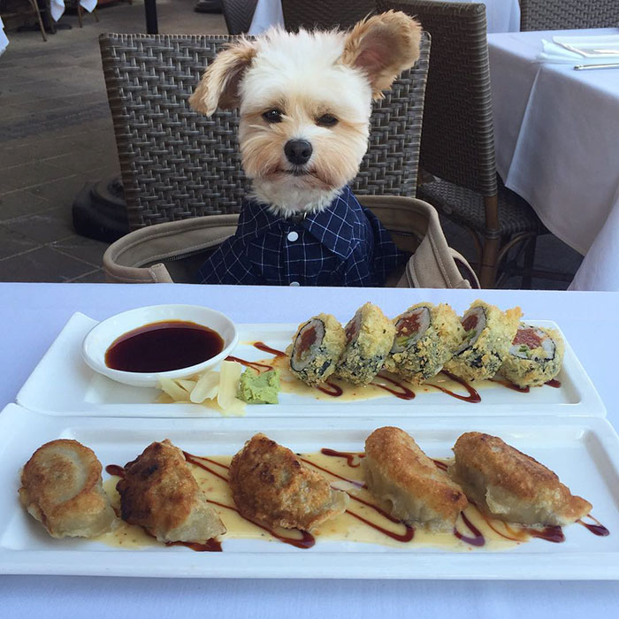 Őrületes lakomákkal ünnepel a mentett kutyus - cuki fotók Őrületes lakomákkal ünnepel a mentett kutyus - cuki fotók