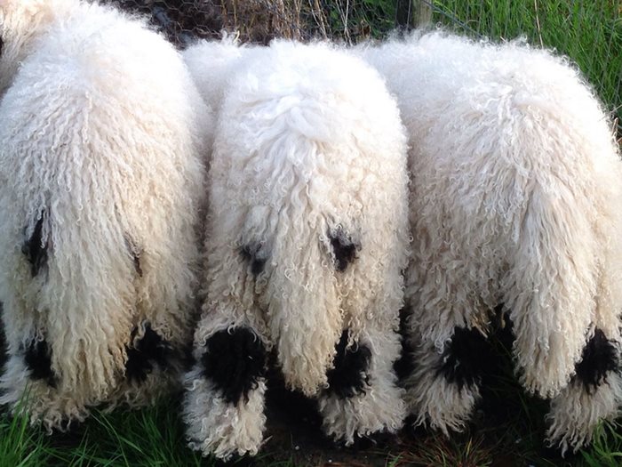 Nem tudja eldönteni a net, hogy cukik vagy ijesztőek ezek a bárányok Nem tudja eldönteni a net, hogy cukik vagy ijesztőek ezek a bárányok